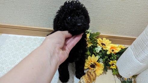 成約済の広島県のトイプードル-311253の68枚目