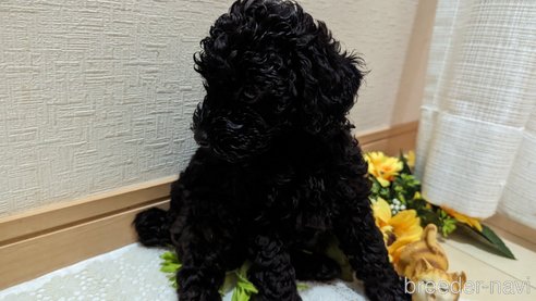 成約済の広島県のトイプードル-311253の66枚目