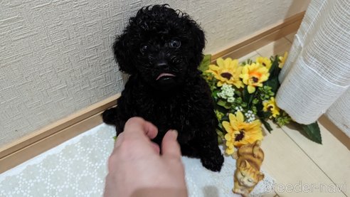 成約済の広島県のトイプードル-311253の62枚目