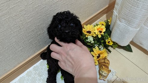 成約済の広島県のトイプードル-311253の59枚目