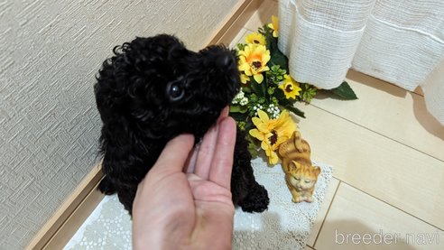 成約済の広島県のトイプードル-311253の57枚目
