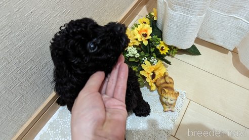 成約済の広島県のトイプードル-311253の56枚目