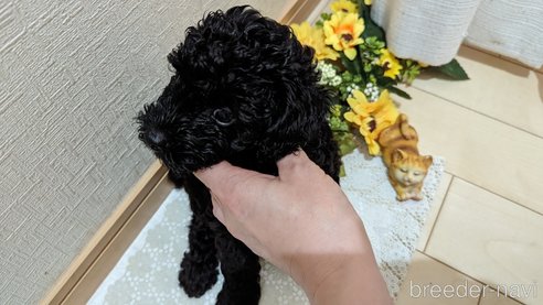 成約済の広島県のトイプードル-311253の53枚目