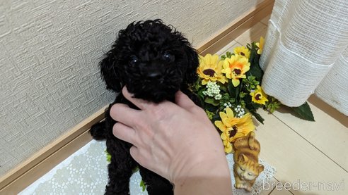 成約済の広島県のトイプードル-311253の54枚目