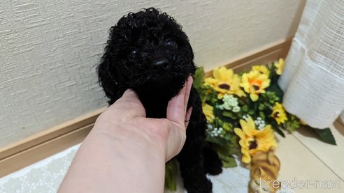 成約済の広島県のトイプードル-311253の55枚目