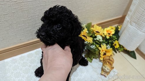 成約済の広島県のトイプードル-311253の51枚目