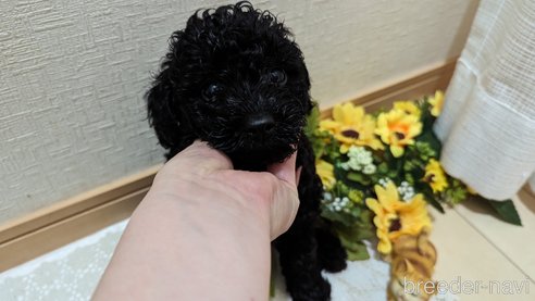 成約済の広島県のトイプードル-311253の52枚目