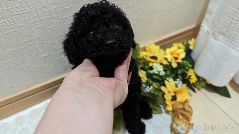 成約済の広島県のトイプードル-311253の49枚目