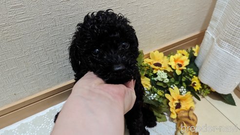 成約済の広島県のトイプードル-311253の48枚目