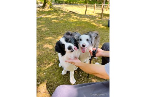 マシュマロくん1枚目