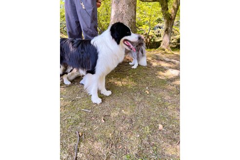 マシュマロくん1枚目