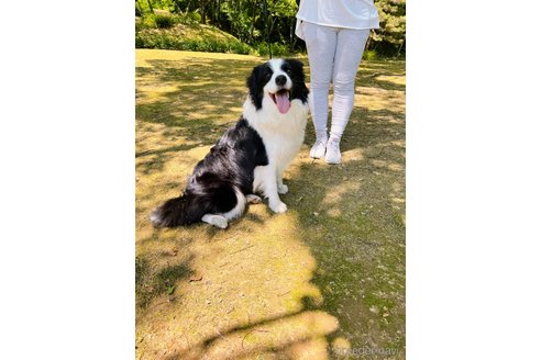 マシュマロくん1枚目
