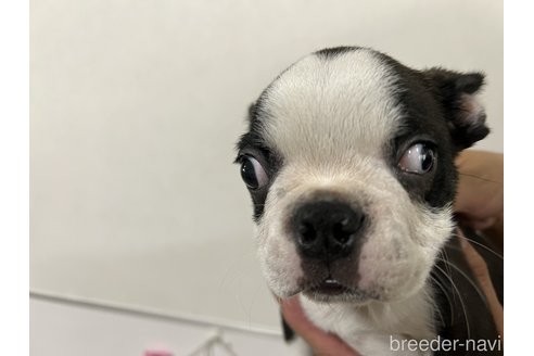 成約済の香川県のボストンテリア-314323の3枚目
