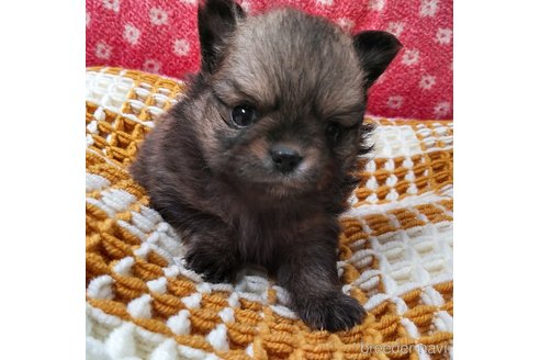 成約済の群馬県のポメチワ:ポメラニアン×チワワ-317672の17枚目