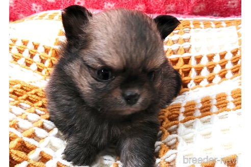 成約済の群馬県のポメチワ:ポメラニアン×チワワ-317672の11枚目