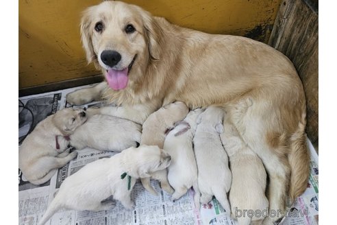 成約済の長野県のゴールデンレトリーバー-315587の12枚目