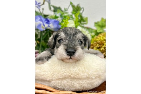 成約済の埼玉県のミニチュアシュナウザー-312272の2枚目
