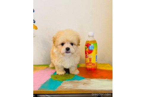 成約済の千葉県のミックス犬-317031