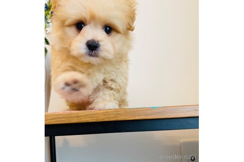 成約済の千葉県のミックス犬-317031の2枚目