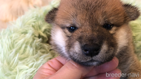 成約済の長野県の柴犬-312567の3枚目