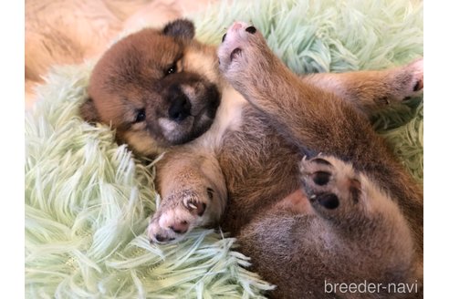 成約済の長野県の柴犬-312567の2枚目