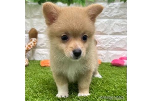成約済の愛知県のミックス犬-313565の3枚目