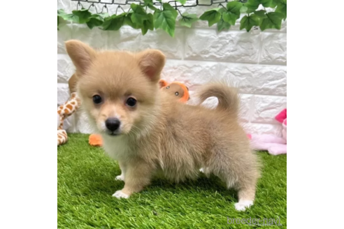 成約済の愛知県のミックス犬-313565の2枚目