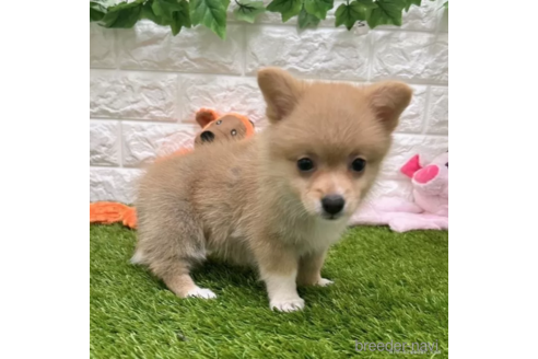 成約済の愛知県のミックス犬-313565の5枚目