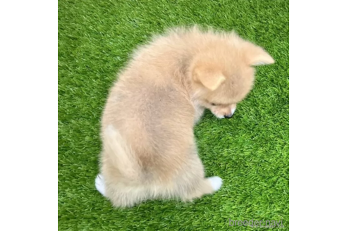 成約済の愛知県のミックス犬-313565の4枚目