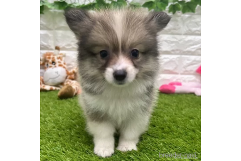 成約済ののミックス犬-313551