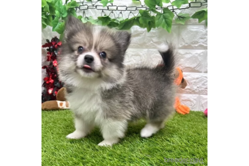 成約済の愛知県のミックス犬-313551の5枚目