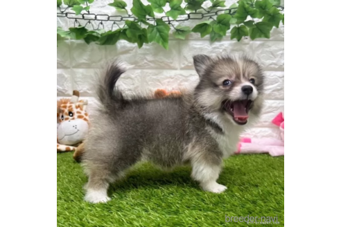 成約済の愛知県のミックス犬-313551の4枚目