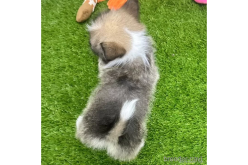 成約済の愛知県のミックス犬-313551の2枚目