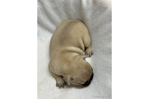 成約済の埼玉県のフレンチブルドッグ-317055の3枚目