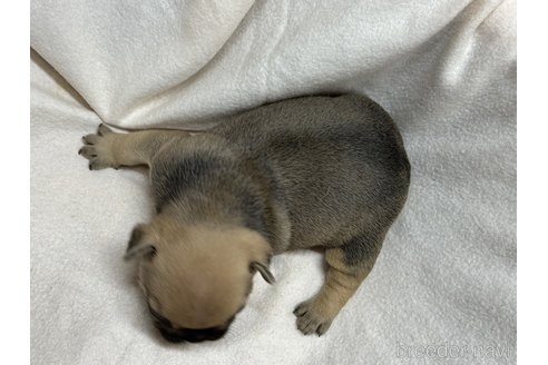 成約済の埼玉県のフレンチブルドッグ-317058の3枚目