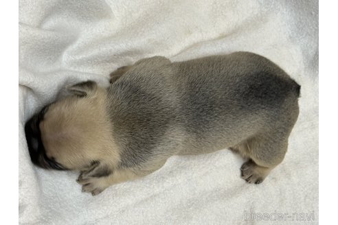 成約済の埼玉県のフレンチブルドッグ-317062の3枚目