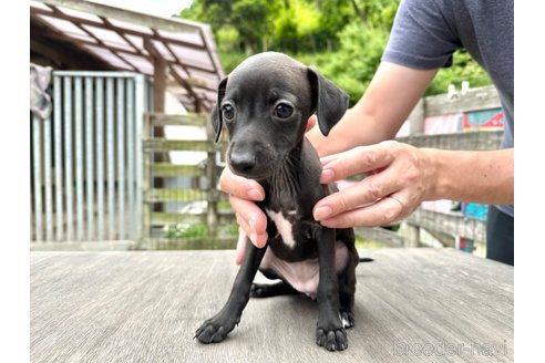 成約済の佐賀県のイタリアングレーハウンド(イタグレ)-317066の2枚目
