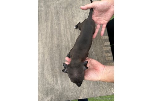 成約済の佐賀県のイタリアングレーハウンド(イタグレ)-317070の3枚目
