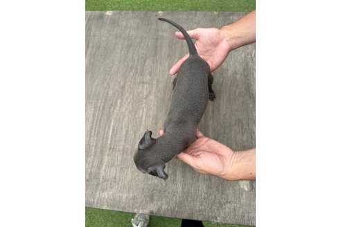 成約済の佐賀県のイタリアングレーハウンド(イタグレ)-317072の2枚目