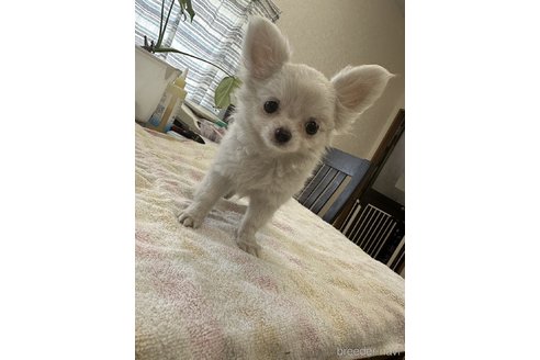 成約済の千葉県のチワワ(ロングコート)-315665の14枚目