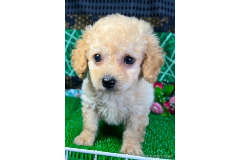成約済の東京都のミックス犬-317080の6枚目