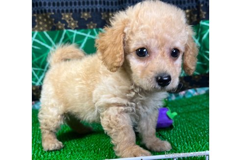 成約済の東京都のミックス犬-317080の2枚目