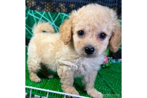 成約済の東京都のミックス犬-317080の3枚目