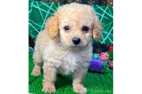 成約済の東京都のミックス犬-317080の4枚目