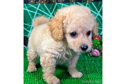 成約済の東京都のミックス犬-317080の5枚目