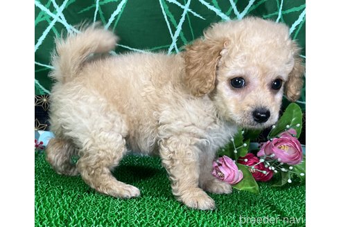 成約済の東京都のミックス犬-317080の1枚目