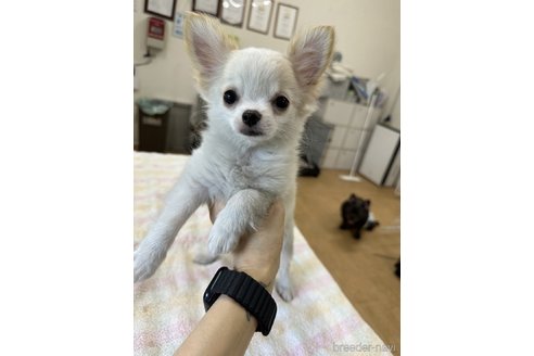 成約済の千葉県のチワワ(ロングコート)-315669の12枚目