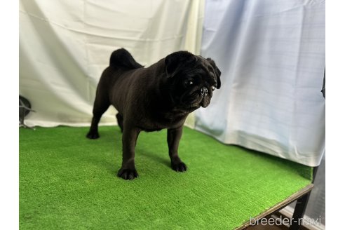 アラジンくん1枚目