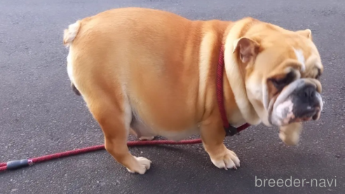 ののブルドッグ-