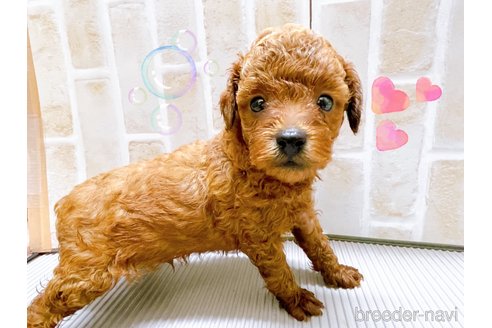 成約済の東京都のタイニープードル-317109の8枚目